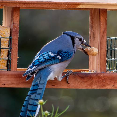 Nuthatch on a bird table